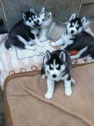 três filhotes de cachorro Husky Siberiano para adoção